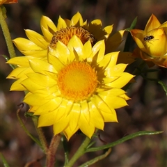 Xerochrysum viscosum (Sticky Everlasting) at Gundaroo, NSW - 6 Nov 2024 by ConBoekel