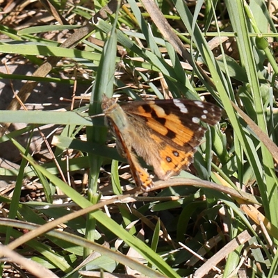 Vanessa kershawi (Australian Painted Lady) at Gundaroo, NSW - 5 Nov 2024 by ConBoekel