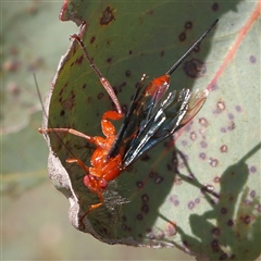 Lissopimpla excelsa (Orchid dupe wasp, Dusky-winged Ichneumonid) at Gundaroo, NSW - 5 Nov 2024 by ConBoekel