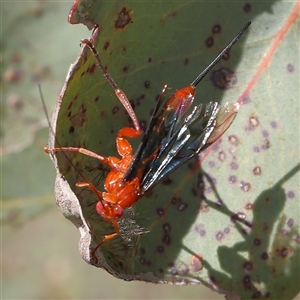 Lissopimpla excelsa at Gundaroo, NSW - 6 Nov 2024