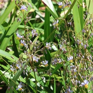 Dianella sp. at West Wodonga, VIC by KylieWaldon