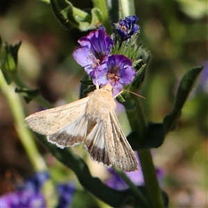 Helicoverpa punctigera at Gundaroo, NSW - 6 Nov 2024 09:57 AM