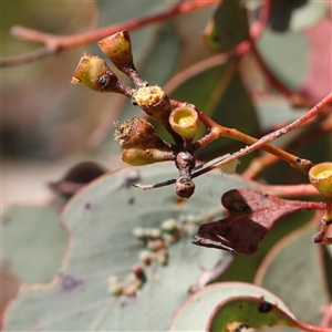 Eucalyptus melliodora at Gundaroo, NSW - 6 Nov 2024 09:59 AM