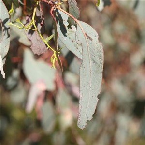 Eucalyptus melliodora at Gundaroo, NSW - 6 Nov 2024 09:59 AM