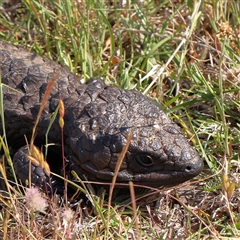 Tiliqua rugosa (Shingleback Lizard) at Gundaroo, NSW - 6 Nov 2024 by ConBoekel