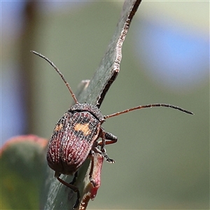 Cadmus (Cadmus) crucicollis at Gundaroo, NSW - 6 Nov 2024