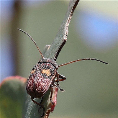 Cadmus (Cadmus) crucicollis (Leaf beetle) at Gundaroo, NSW - 5 Nov 2024 by ConBoekel