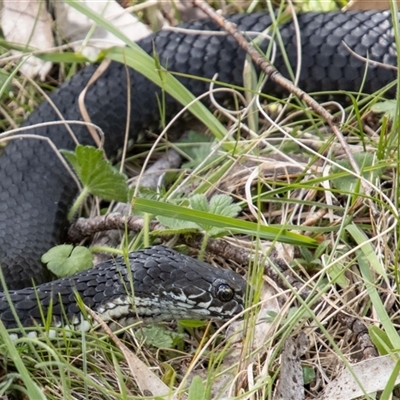 Austrelaps ramsayi (Highlands Copperhead) at Mount Clear, ACT - 8 Nov 2024 by GirtsO