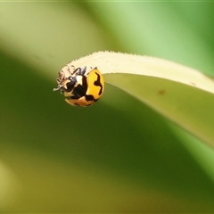 Coccinella transversalis at West Wodonga, VIC - 7 Nov 2024 by KylieWaldon