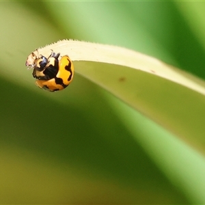 Coccinella transversalis at West Wodonga, VIC - 8 Nov 2024