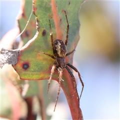 Unverified Other hunting spider at Gundaroo, NSW - 6 Nov 2024 by ConBoekel