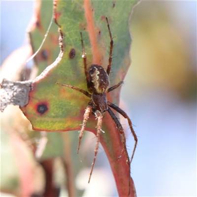 Unverified Other hunting spider at Gundaroo, NSW - 6 Nov 2024 by ConBoekel