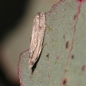 Scoparia (genus) at Gundaroo, NSW - 6 Nov 2024