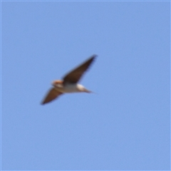 Petrochelidon ariel (Fairy Martin) at Gundaroo, NSW - 5 Nov 2024 by ConBoekel