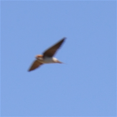 Petrochelidon ariel (Fairy Martin) at Gundaroo, NSW - 5 Nov 2024 by ConBoekel