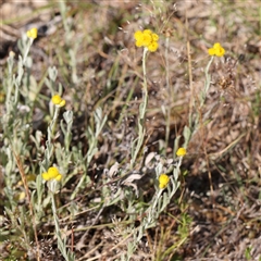 Chrysocephalum apiculatum (Common Everlasting) at Gundaroo, NSW - 5 Nov 2024 by ConBoekel