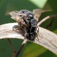 Unidentified Bee (Hymenoptera, Apiformes) at West Wodonga, VIC - 7 Nov 2024 by KylieWaldon