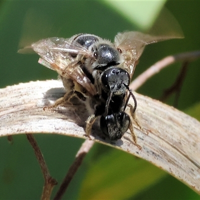 Unverified Bee (Hymenoptera, Apiformes) at West Wodonga, VIC - 8 Nov 2024 by KylieWaldon