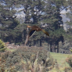 Anas superciliosa (Pacific Black Duck) at Gundaroo, NSW - 6 Nov 2024 by ConBoekel