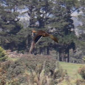 Anas superciliosa at Gundaroo, NSW - 6 Nov 2024 10:14 AM