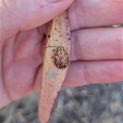 Paropsis geographica (Tortoise beetle) at Bungendore, NSW - 8 Nov 2024 by clarehoneydove