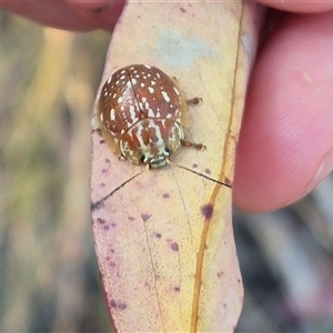 Paropsis geographica at Bungendore, NSW - 8 Nov 2024