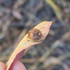 Paropsis geographica at Bungendore, NSW - 8 Nov 2024