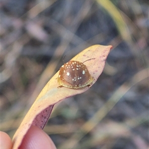 Paropsis geographica at Bungendore, NSW - 8 Nov 2024