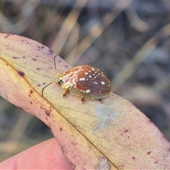 Paropsis geographica at Bungendore, NSW - suppressed