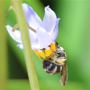 Unidentified Bee (Hymenoptera, Apiformes) at West Wodonga, VIC by KylieWaldon