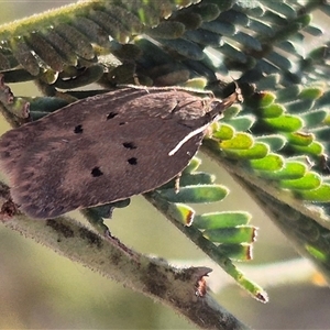 Doleromima hypoxantha at Bungendore, NSW - suppressed