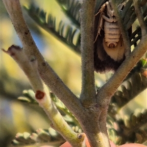 Doleromima hypoxantha at Bungendore, NSW - suppressed