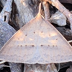 Epidesmia hypenaria (Long-nosed Epidesmia) at Bungendore, NSW - 8 Nov 2024 by clarehoneydove