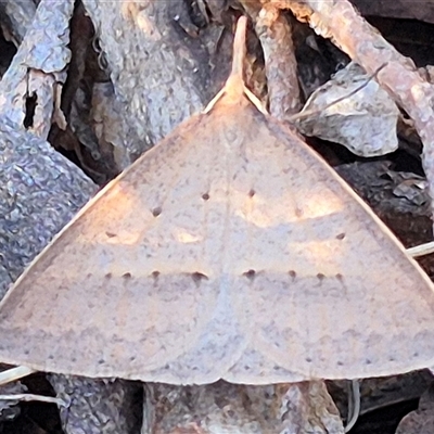 Epidesmia hypenaria (Long-nosed Epidesmia) at Bungendore, NSW - 8 Nov 2024 by clarehoneydove