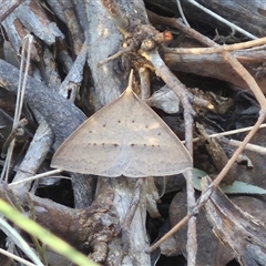 Epidesmia hypenaria at Bungendore, NSW - suppressed