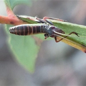 Torbia viridissima at Bungendore, NSW - 8 Nov 2024