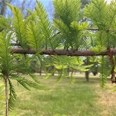 Taxodium distichum (Bald Cypress) at Campbell, ACT - 7 Nov 2024 by SilkeSma