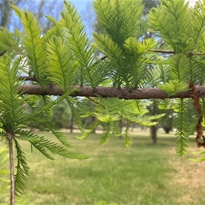 Taxodium distichum at Campbell, ACT - 8 Nov 2024