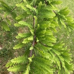 Taxodium distichum at Campbell, ACT - 8 Nov 2024