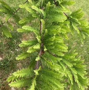 Taxodium distichum at Campbell, ACT - 8 Nov 2024