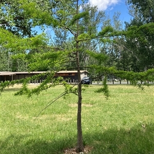 Taxodium distichum at Campbell, ACT - 8 Nov 2024