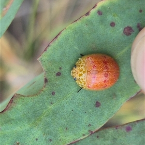 Paropsis obsoleta at Bungendore, NSW - suppressed