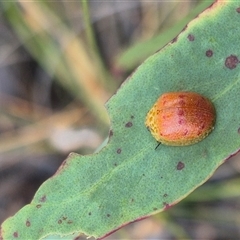 Paropsis obsoleta at Bungendore, NSW - suppressed