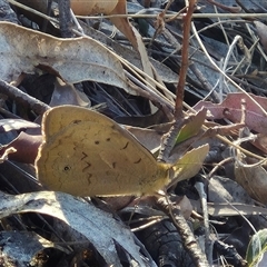 Heteronympha merope (Common Brown Butterfly) at Bungendore, NSW - 8 Nov 2024 by clarehoneydove