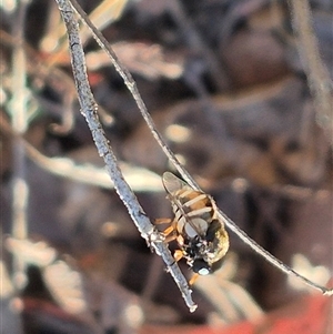 Ogcodes basalis at Bungendore, NSW - suppressed