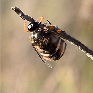 Ogcodes basalis at Bungendore, NSW - suppressed