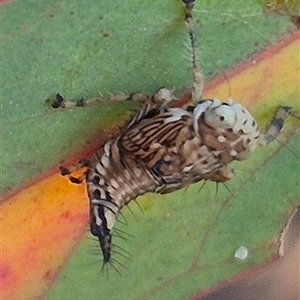 Brunotartessus fulvus at Bungendore, NSW - 8 Nov 2024