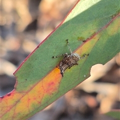 Brunotartessus fulvus at Bungendore, NSW - suppressed