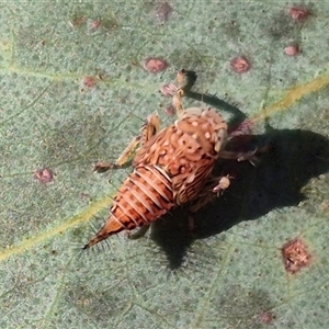 Tartessini sp. (tribe) at Bungendore, NSW - 8 Nov 2024