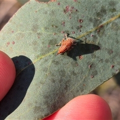 Tartessini sp. (tribe) at Bungendore, NSW - suppressed